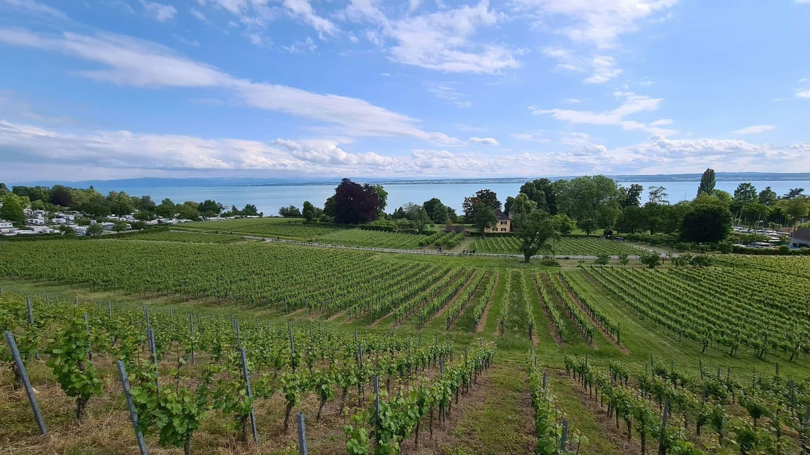 Weinberge über dem Bodensee rund um Konstanz